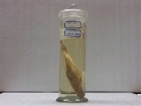 藏品(藍點鰺)的圖片